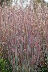 Image result for Schizachyrium