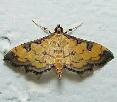 Image result for Ateleia herbert-smithii