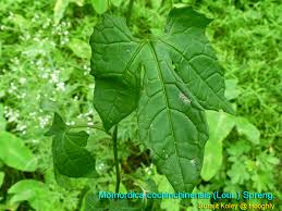 Image result for Momordica repens