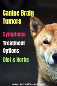 What are the symptoms of a brain tumor in dogs? Canine Brain Tumors Symptoms Causes And Treatment