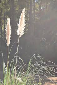 Check spelling or type a new query. Free Stock Photo Of Pampas Grass