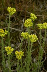 Image result for Helichrysum cephaloideum