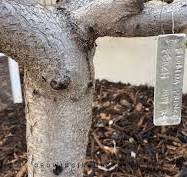 What are the best ways to tag trees for years considering ...
