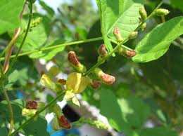 Image result for Rhynchosia goetzei