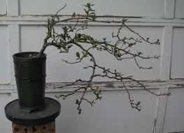 Chaenomeles 'toyo nishiki' flowering quince. Chaenomeles Speciosa Toyo Nishiki Quince Colorado Rocky Mountain Bonsai Suiseki