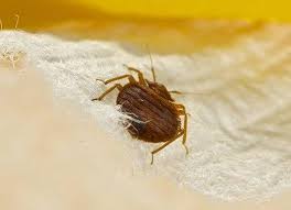 Professional pest control in lexington, ky. Five Ways You Could Be Wrong About Lexington Bed Bugs