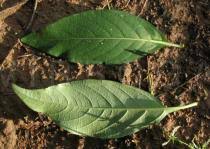 Image result for Justicia flava