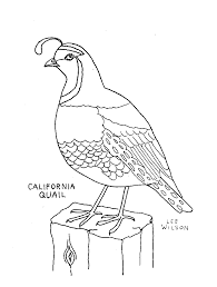 Free Quail Wallpaper Wallpapers Download Bird Drawings Bird Coloring Pages Art Quilts