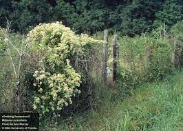 Image result for Mikaniopsis usambarensis