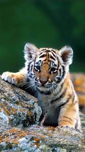 Download Baby Tiger Wallpaper By Dathys F0 Free On Zedge Now Browse Millions Of Popular Baby Wallpapers A Baby Animals Pictures Animals Animals Beautiful