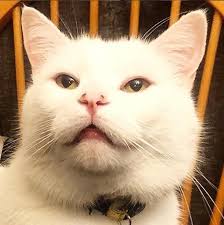 Followersnya Jutaan Ini Foto Foto Meme Able Kucing Yang Jadi Hiburan Kucing Meme Anak Kucing