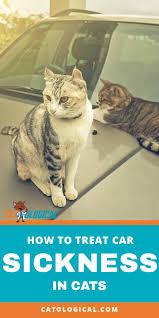 How To Treat Car Sickness In Cats Sick Cat Cat Training Kitten Care