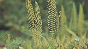 Image result for Blechnaceae