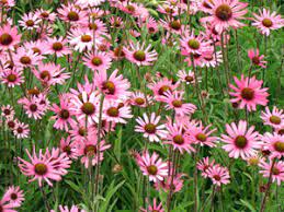 Maybe you would like to learn more about one of these? Native Plant Use Continues To Grow