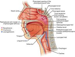 Two rings of tissue at the back of the oral cavity, tonsils are nestled cozily between them. 31 Soft Palate And Pharynx Pocket Dentistry