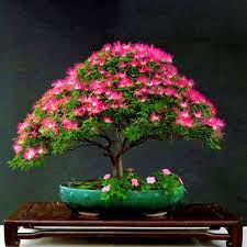 Image result for Albizia