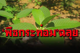 วานนี้ (26 พ.ค.) ราชกิจจานุเบกษา เผยแพร่ พระราชบัญญัติ ยาเสพติด. à¸à¸²à¸£à¹€à¸¡ à¸­à¸‡ à¹€à¸®à¸¥ à¸™ à¸„à¸£à¸¡ à¹€à¸« à¸™à¸Šà¸­à¸šà¸£ à¸²à¸‡à¸ž à¸£ à¸š à¸ž à¸Šà¸à¸£à¸°à¸— à¸­à¸¡ à¸›à¸¥ à¸à¸‚à¸²à¸¢ à¸™à¸³à¹€à¸‚ à¸²à¸ª à¸‡à¸­à¸­à¸à¹€à¸Š à¸‡à¸­ à¸•à¸ªà¸²à¸«à¸à¸£à¸£à¸¡