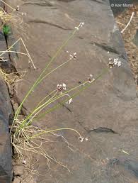 Image result for Alliaceae