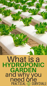 What Is A Hydroponic Garden Hydroponic Farming Hydroponic Growing Hydroponics