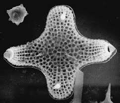 Image result for Entada bacillaris