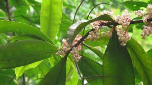 Image result for Meliaceae