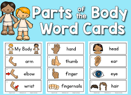 body parts picture word cards prekinders