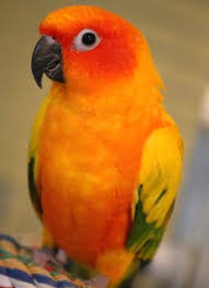 Baby Sun Conure Photo Diary Dars Little Gems