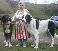 Molossoide e medio grande, il nostro ciobanesc romanesc de bucovina non è certo un cane da borsetta o da padroni anziani, basta pensare che un esemplare maschio al garrese misura dai 70 ai 78 cm e le femmine poco meno. Carte De Oaspeti Ciobanesc Romanesc De Bucovina Livestock Guardian Dog Unusual Dog Breeds Huge Dogs