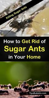 Pin On Insect Control