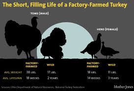 Your Thanksgiving Turkey In 6 Eye Popping Charts Mother Jones