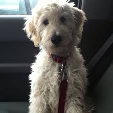 Here at asd, i specialize and take great pride in allergy friendly and temperament compatible puppies for any and all people. Labradoodle Charlie Is A F1b F1b Labradoodle Labradoodle Dog So Cute