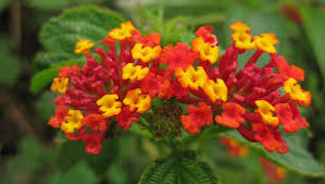 Image result for Lantana viburnoides