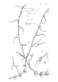 Image result for Cyanotis axillaris