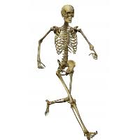 Check spelling or type a new query. Download Skeleton Free Png Photo Images And Clipart Freepngimg
