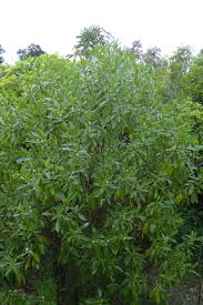Image result for Myoporum laetum