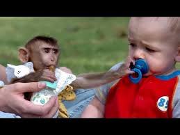 Image result for MONKEYS