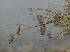 Image result for Justicia stachytarphetoides