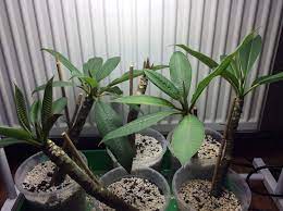 Read real reviews on frangipani langkawi resort, book online today! Plumeria Dehydration Or Stem Rot