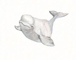 How to draw a realistic humpback whale. Beluga Whale Watercolor Whale Whale Painting Whale Drawing
