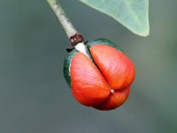 Image result for Maprounea