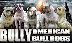 500+ vectors, stock photos & psd files. Bully American Bulldogs Home Facebook