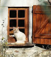 Umla Guarding The Window By Cyril Marchand Redbubble Tuval Resimleri Kedi Kedicik