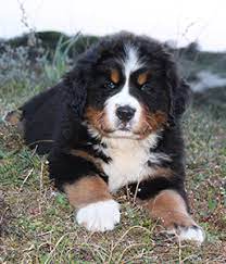 De top tien honden namen. Pups Berner Sennen Kennel De Hoge Veluwe