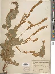 Image result for Alysicarpus zeyheri