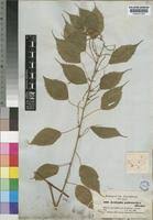 Image result for Acalypha psilostachya