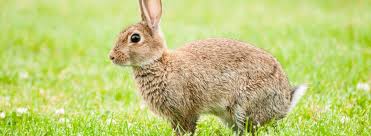Rabbits are a significant agricultural pest throughout their introduced range and new zealand is no exception. Get Rid Of Rabbits Prokill Pest Control