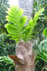 Image result for Drynaria