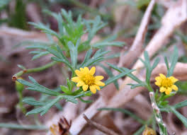 Image result for Chrysanthellum