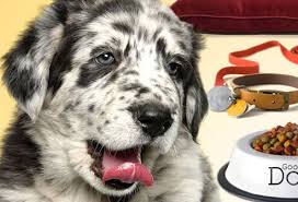 Tumors can arise in any oral surface, although the tongue is most commonly involved. Pet Health Slideshow Pictures Taking Care Of Your Puppy On Rxlist Com