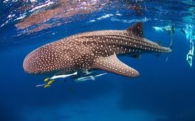 Crystal Dive Award Winning 5 Star Scuba Diving On Tropical Koh Tao In Thailand Https Www Crystaldive In 2020 Whale Shark Swimming With Whale Sharks Shark Fishing